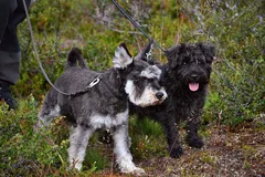 Änglahealing djur (distans, på plats)